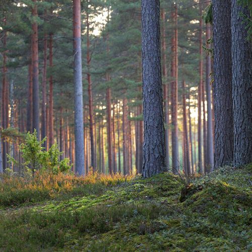suomalainen-metsa_1200x750px.jpg